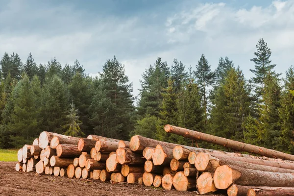 Pile di tronchi lungo la strada forestale — Foto Stock