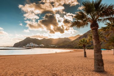 Palmiye ağaçları Playa de las Teresitas Sahili, Tenerife
