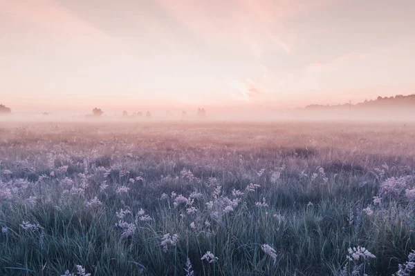 Soluppgång fältet av blommande rosa ängen blommor — Stockfoto