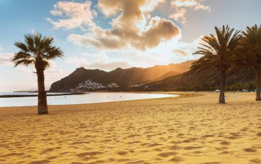 Palmiye ağaçları Playa de las Teresitas Sahili, Tenerife