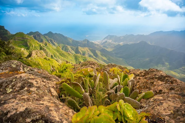 阿山，Taganana，特内里费岛 免版税图库照片