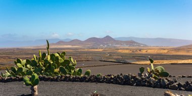 Kuru volkanik tarlalar ve kaktüs Lanzarote adası İspanya