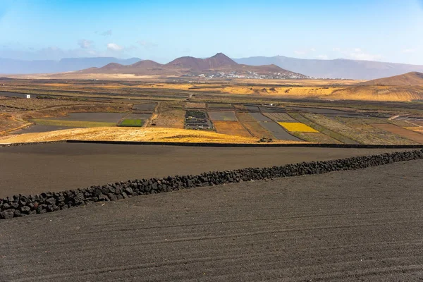 Campos de cultivo volcánico seco Lanzarote isla España —  Fotos de Stock