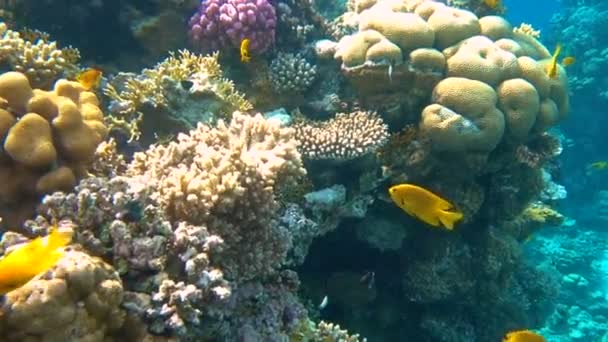 Récif corallien tropical. Poissons sous-marins en Ras Mohamed, Sharm el Sheikh, Égypte — Video