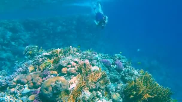 Κορίτσι βουτιά στην Ερυθρά Θάλασσα κοντά σε κοραλλιογενή ύφαλο με ψάρια — Αρχείο Βίντεο
