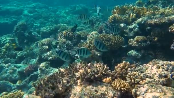 Recifes de corais tropicais. Peixes subaquáticos em Ras Mohamed, Sharm el Sheikh, Egito — Vídeo de Stock