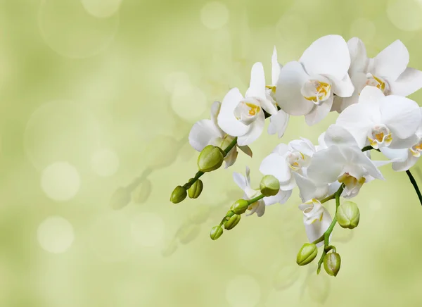 Smuk hvid orkide - Stock-foto