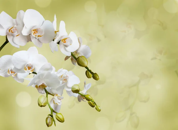 Beautiful white orchid Royalty Free Stock Images