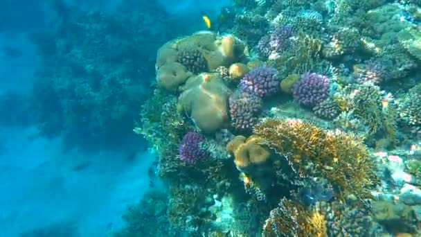 Tropisch koraalrif. Onderwatervissen in Ras Mohamed, Sharm el Sheikh, Egypte — Stockvideo