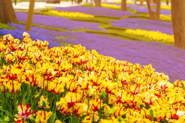 Letti di fiori colorati durante il festival annuale dei tulipani di aprile a Istanbul nel Gulhane Park, Turchia Foto Stock