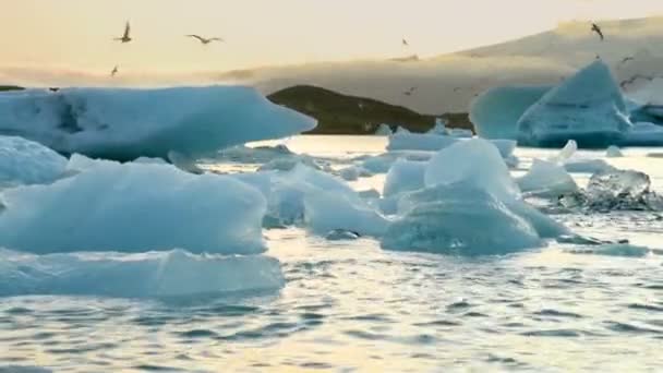 IJsbergen en zeehonden drijvend in IJslagune Jokulsarlon Gletsjerlagune in IJsland — Stockvideo