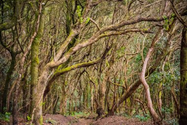 Anaga Kırsal Parkı - Tenerife, Kanarya Adaları 'ndaki antik yağmur ormanı. Yürüyüş yolu