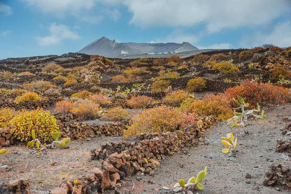 Landschap met vulkanische wijngaarden. Lanzarote. Canarische Eilanden. Spanje — Stockfoto