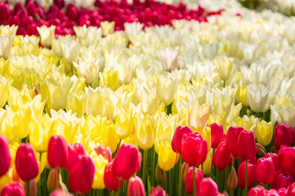 Tło Dużo tulipanów w parku wiosennym — Zdjęcie stockowe
