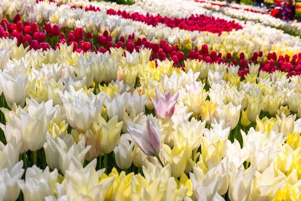 Achtergrond Veel tulpen in het voorjaarspark — Stockfoto