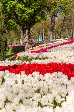 Colorful flower beds during annual April tulip festival in Istanbul in Emirgan Park, Turkey