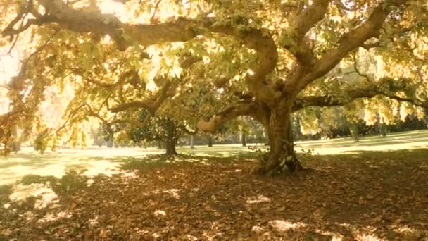 Grote oude herfst boom — Stockvideo