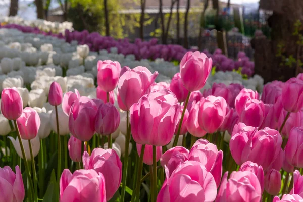 Kolorowe kwietniowe klomby podczas kwietniowego festiwalu tulipanów w Stambule w Emirgan Park, Turcja — Zdjęcie stockowe