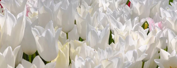 Tło Dużo tulipanów w parku wiosennym — Zdjęcie stockowe