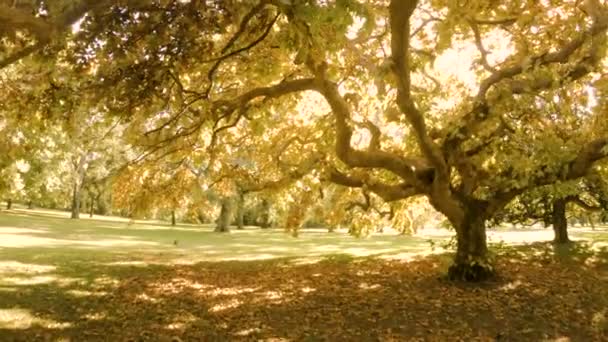 Grote oude herfst boom — Stockvideo
