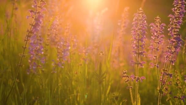 Luz quente do sol do verão brilhando através do campo de grama selvagem — Vídeo de Stock