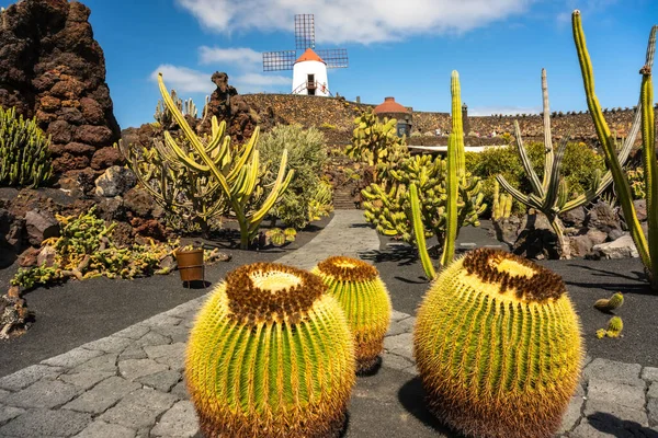 İspanya 'nın Kanarya Adaları, Lanzarote, Guatiza köyündeki tropik kaktüs bahçesi.