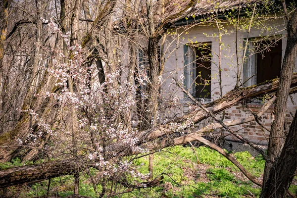 Casa abbandonata nel villaggio distrutto di Kopachi zona di Chernobyl, Ucraina — Foto Stock