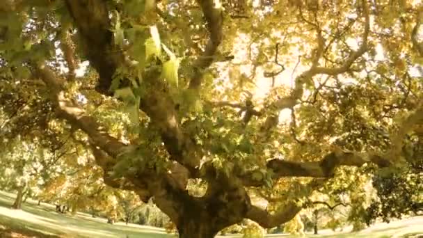 Grote oude herfst boom — Stockvideo