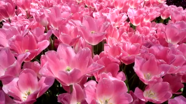 Lindas flores coloridas de tulipas rosa florescem no jardim da primavera — Vídeo de Stock