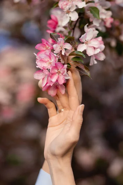 Women Hands Hold Blooming Apple Trees Pink Flowers Close Spring — Stock Photo, Image