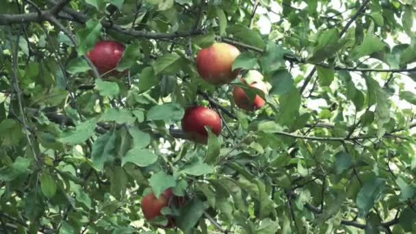 Rote Äpfel Auf Ästen Von Apfelbäumen — Stockvideo