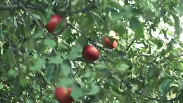 Pommes Rouges Sur Branche Pommier — Video