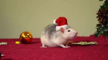 2020 'nin sembolü bir sıçan, Noel Baba şapkasıyla yeni yıl dekorları arasında yakın plan bir fotoğraf. Yeni yıl. Fare yılı. Noel Baba.