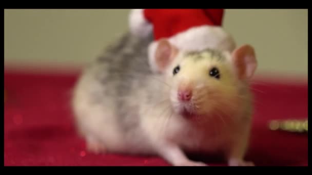 Symbolem 2020 Roku Jest Szczur Zbliżenie Kapeluszu Świętego Mikołaja Wśród — Wideo stockowe