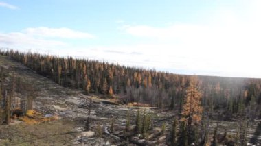 Sonbahar akşamı çayırlarında çıplak ağaçlar ve kuru otlar.