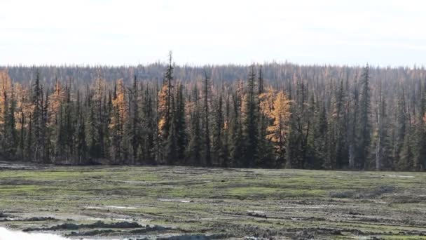 Wold tundra of the Ergaki National Park in Russia — Stock video