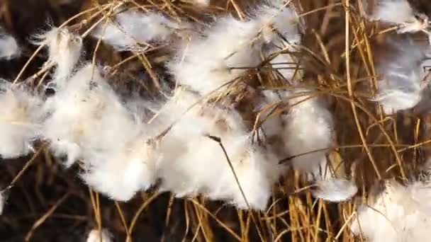 Blühendes Baumwollgras in der Tundra vor grünem Gras — Stockvideo