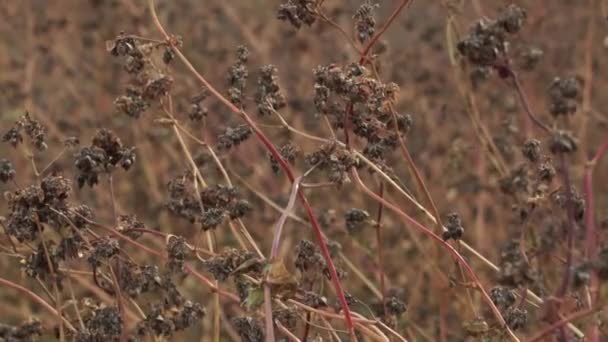 Närbild Rörelse Över Mogna Stjälkarna Ett Bovetefält Odlat Bovete — Stockvideo