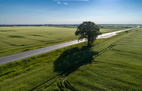 Vista aérea de un árbol en medio del campo verde —  Fotos de Stock