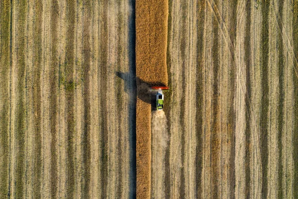 Combine harvesting the wheat — Stock Photo, Image