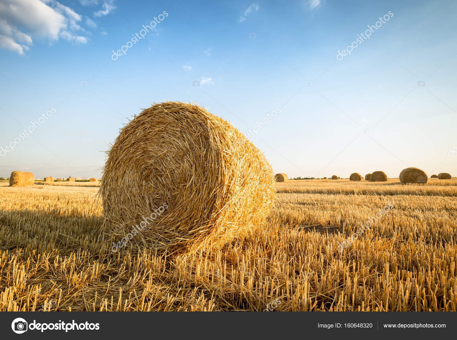 Balle de blé images libres de droit, photos de Balle de blé