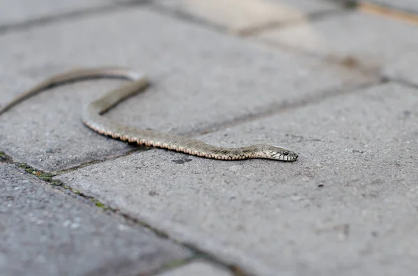 Grass snake crawling on a brick tile. Non-poisonous snake. the Grass snake.