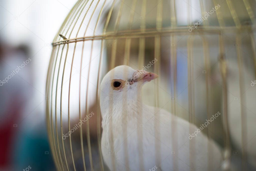 white dove, wedding dove dove in a cage