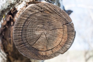 Ağaç gövdesi büyüme yüzük gösterilen kesiti. Ahşap ahşap doku