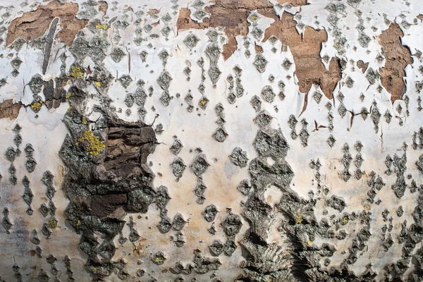 ポプラの樹皮から背景。木の樹皮の質感. — ストック写真