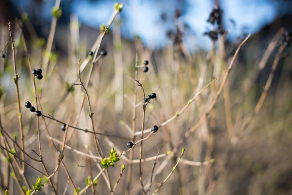 Dry bush with berries — Stock Photo, Image