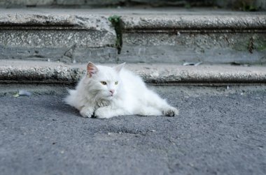 Yeşil gözlü beyaz bir kabarık kedi yere belgili tanımlık merdiven yakın yatıyor