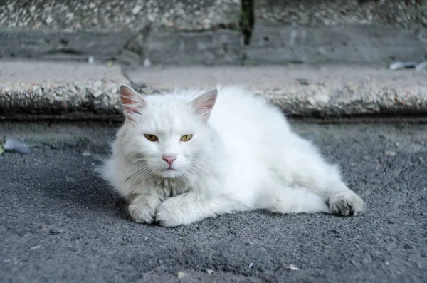 Un gato blanco esponjoso con ojos verdes yace en el suelo cerca de los escalones —  Fotos de Stock