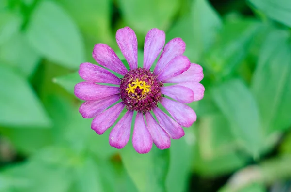 美丽的紫色菊花花具有绿色背景的特写 — 图库照片