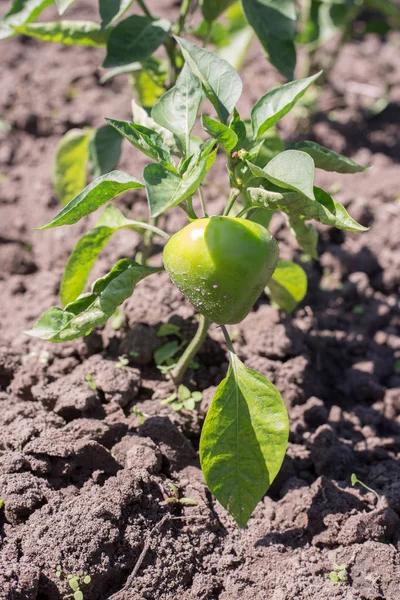 Green peppers growing in garden